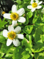 Mobile Preview: Caltha palustris Alba - Sumpfdotterblume weiß